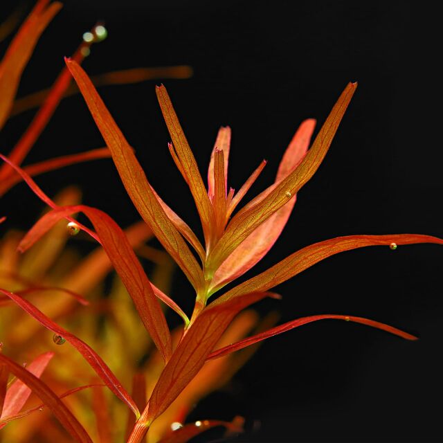 Rotala rotundifolia &quot;Singapore Blood Red&quot;