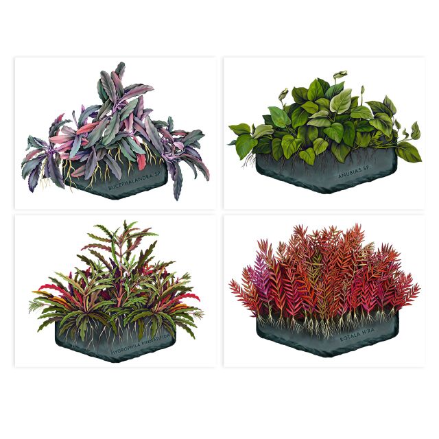 AquaOwner - Plant Art Set