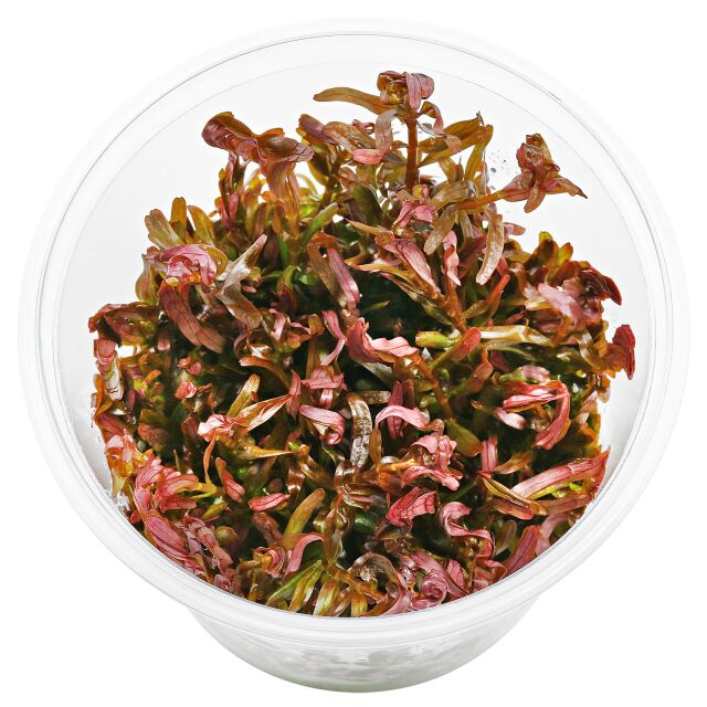 Rotala rotundifolia &quot;Singapore Blood Red&quot; - in Vitro