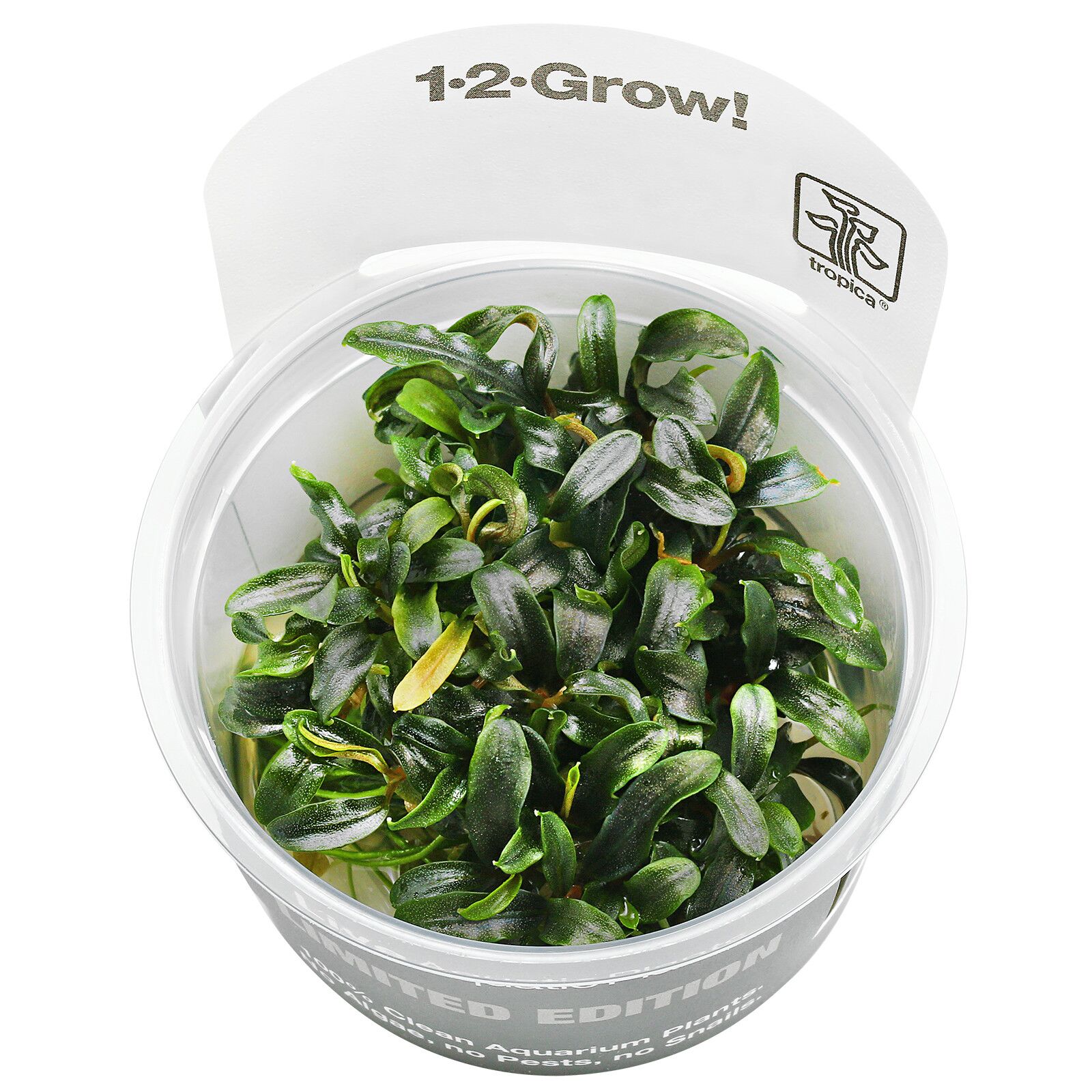 Bucephalandra sp. 