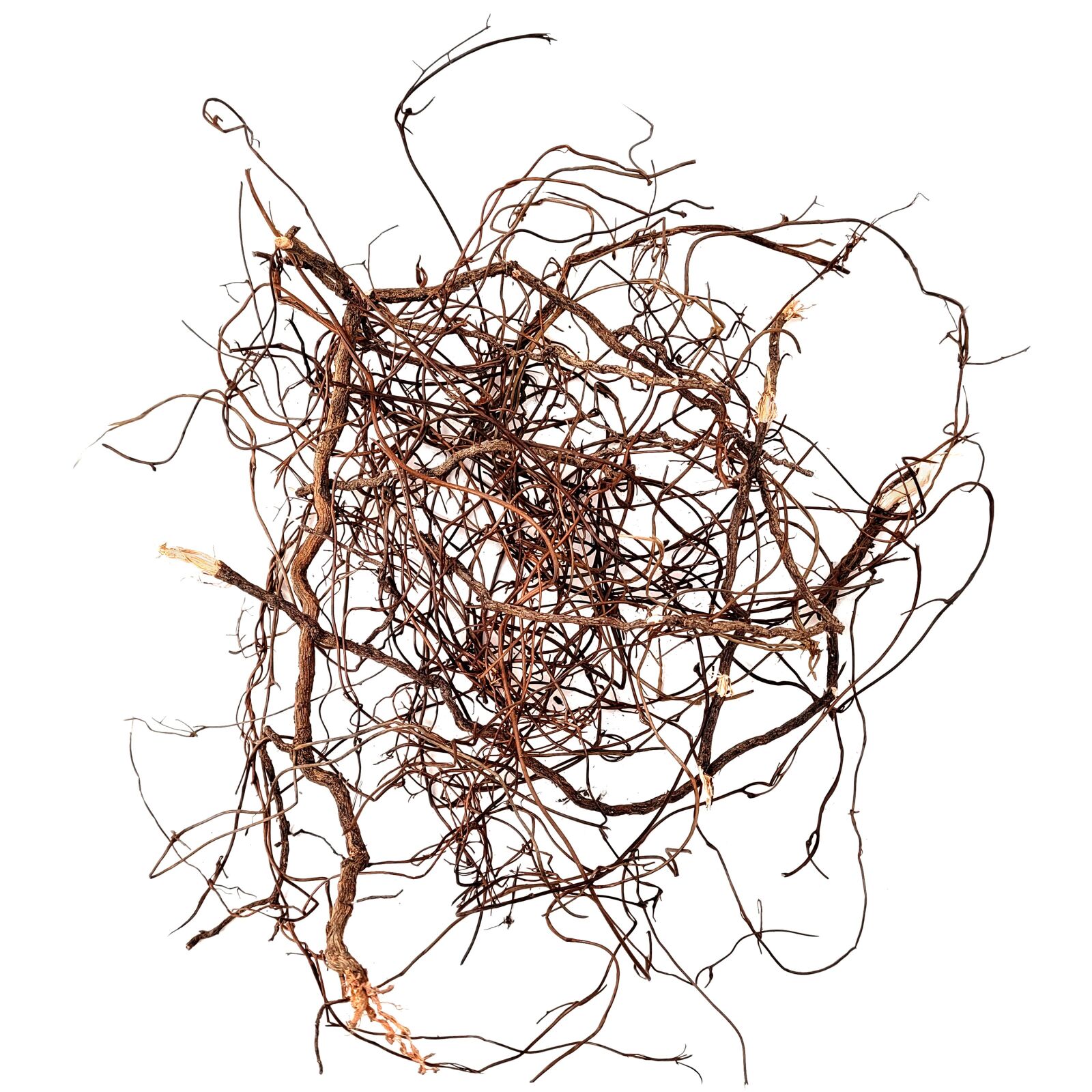 WIO - Roots - Mini Root