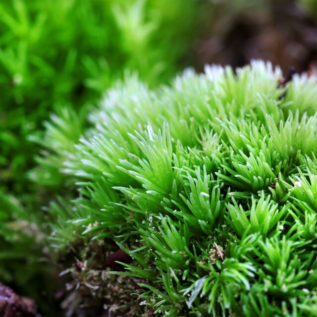 Cushion Moss for Terrarium