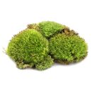 Cushion Moss for Terrarium