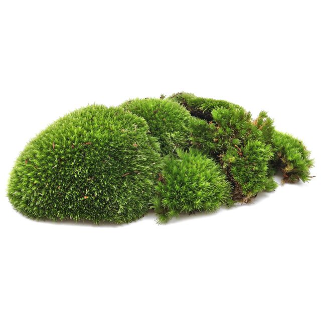 Cushion Moss for Terrarium