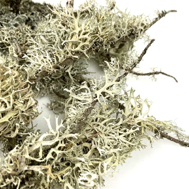 WIO - Lichen - Lichen Branches - 5-30 cm - 100g