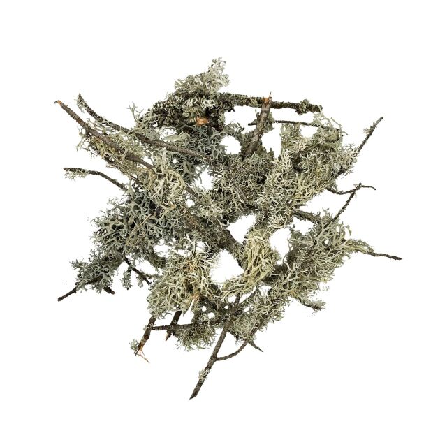 WIO - Lichen - Lichen Branches - 5-30 cm - 100g