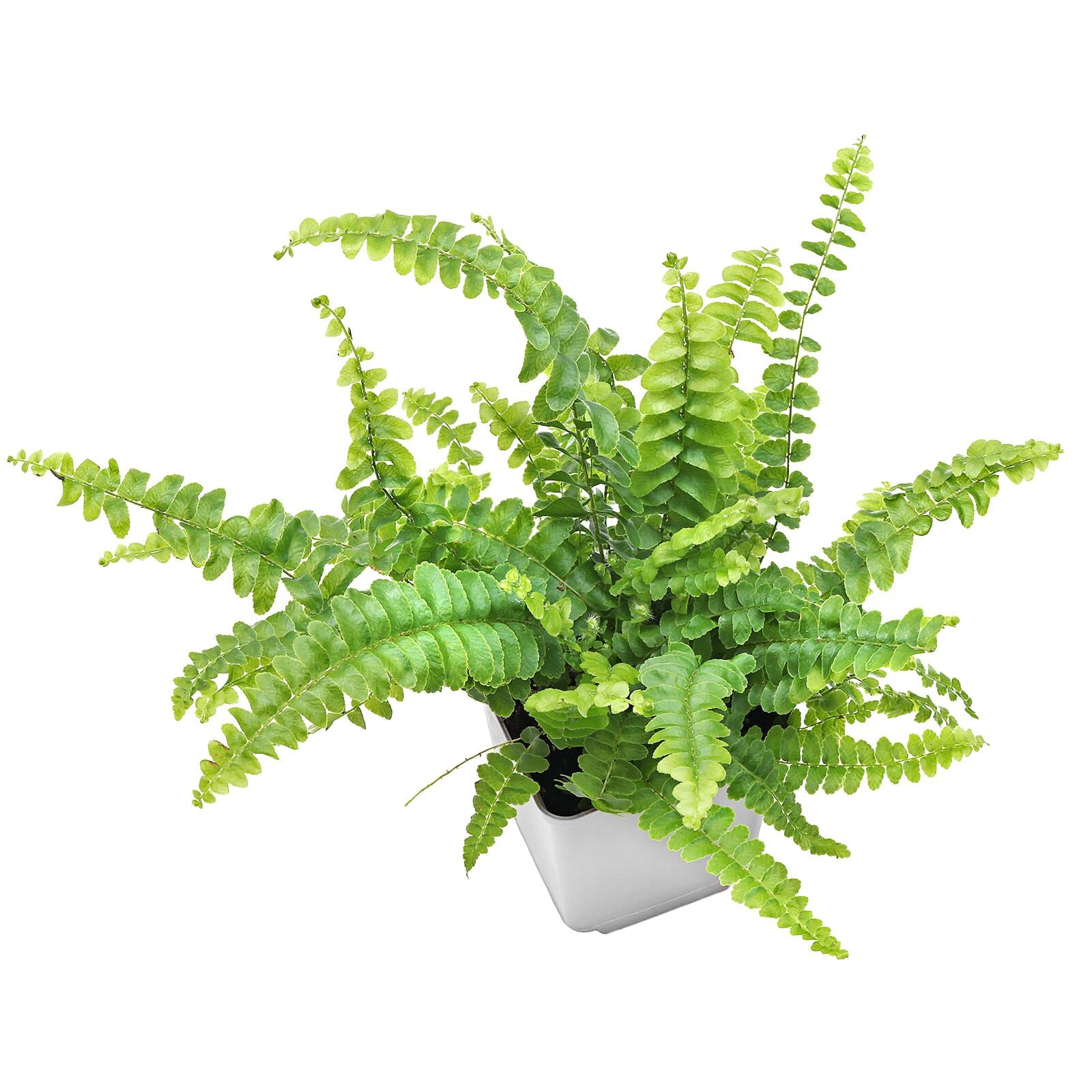 Nephrolepis exaltata 'Bostoniensis'