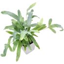 Phlebodium aureum Blue Star