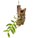 Dendrobium Yellow Goddess