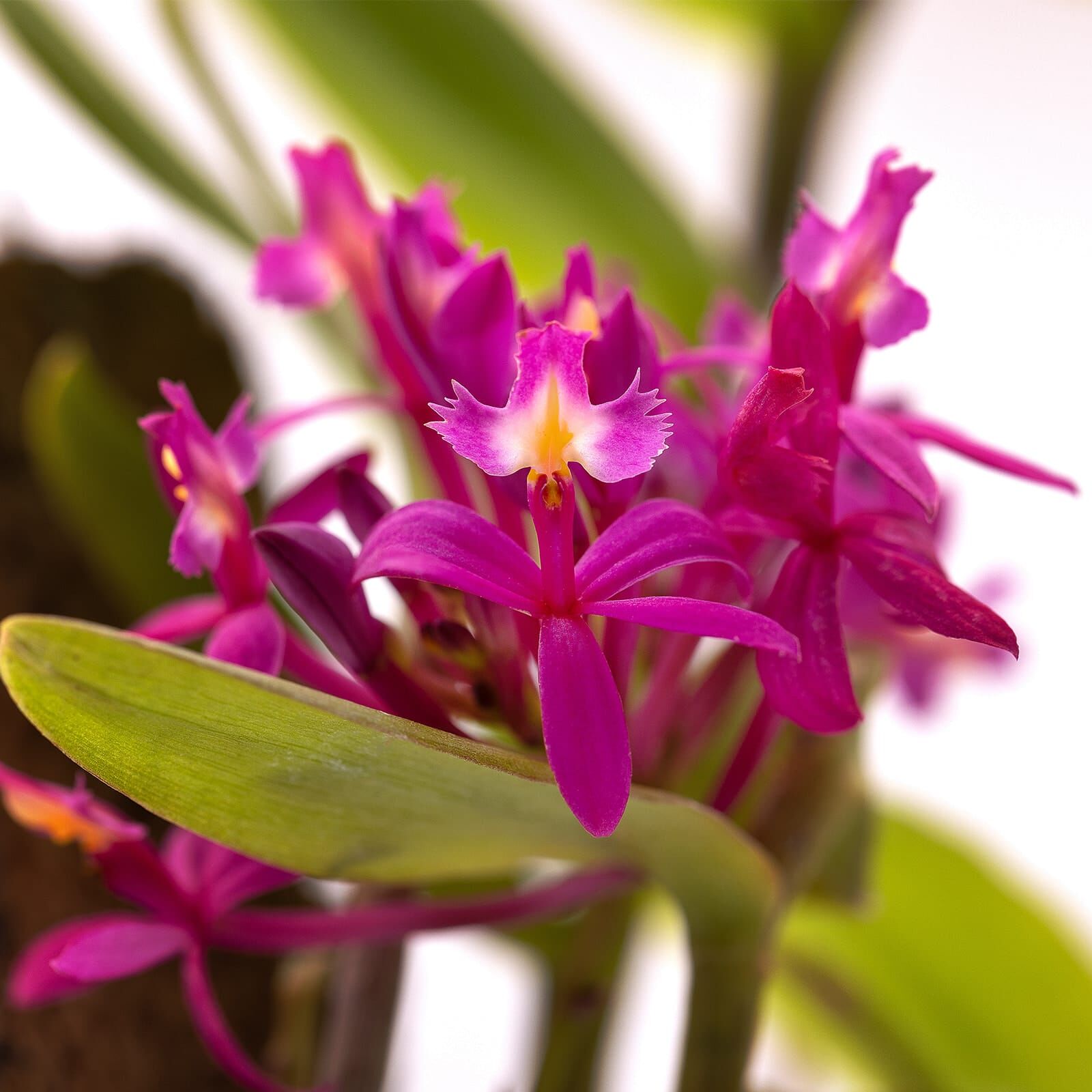 Epidendrum radicans 'Pink' - On cork | Aquasabi - Aquascaping Shop