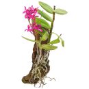 Epidendrum radicans Pink