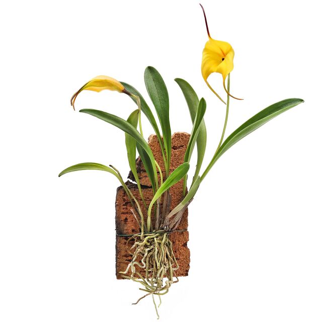 Masdevallia 'BellaVallia'