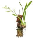 Oncidium cheirophorum