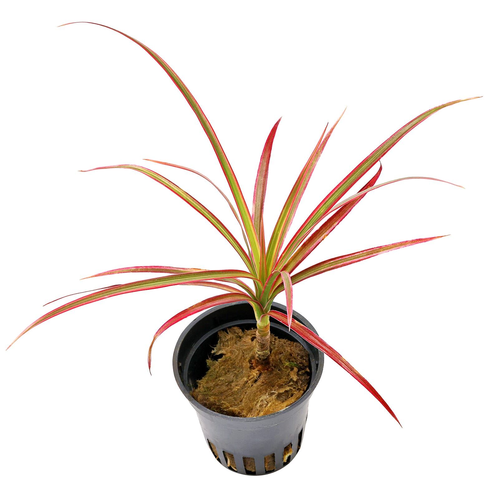 Dracaena reflexa var. angustifolia 'Colorama'