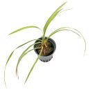 Ophiopogon japonicus Variegatus