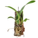 Prosthechea vitellina - Single Plant