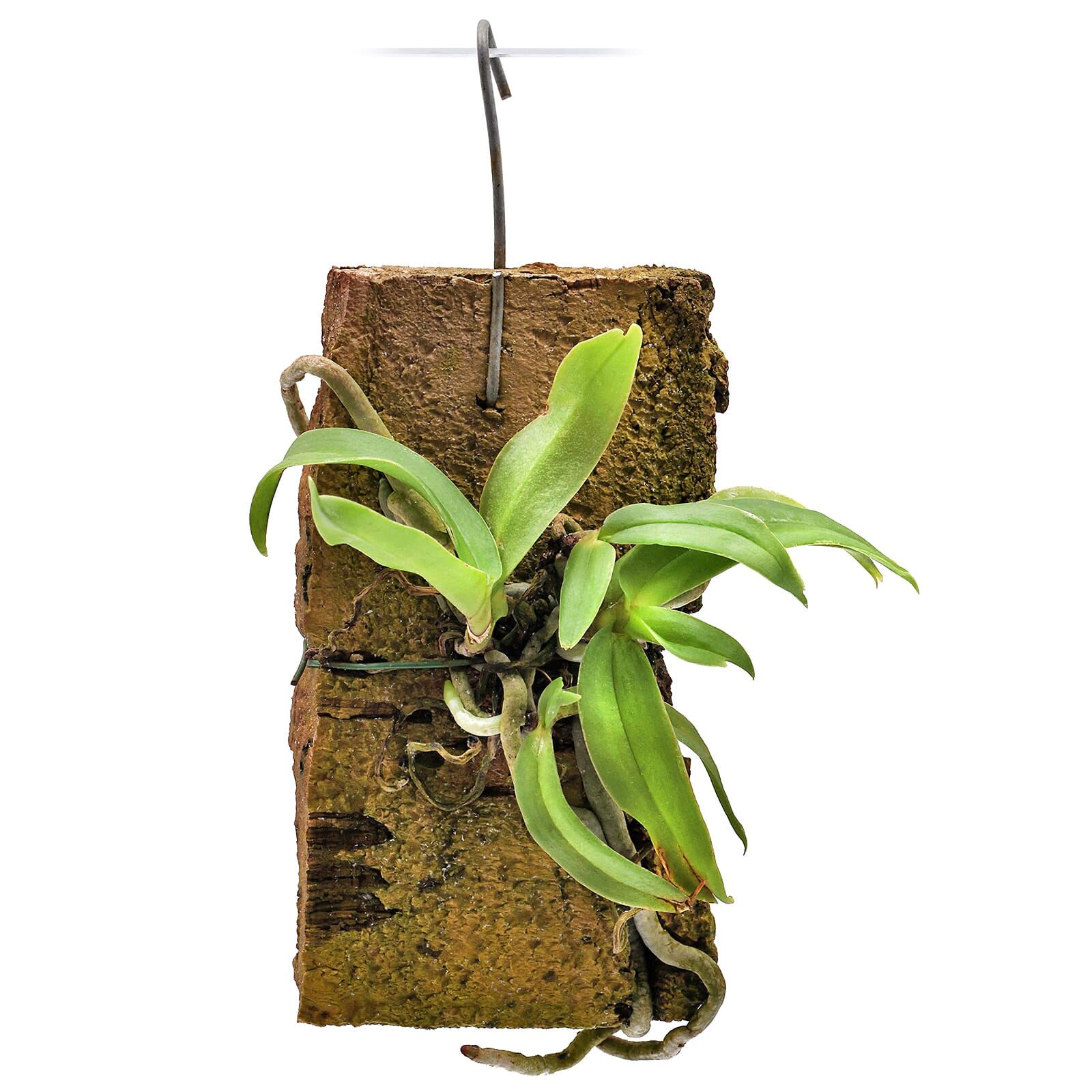 Trisetella hoeijeri &times; tenuissima
