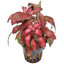 Fittonia albivenis Forest Flame - Pot