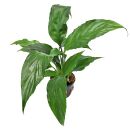Spathiphyllum wallisii - Pot