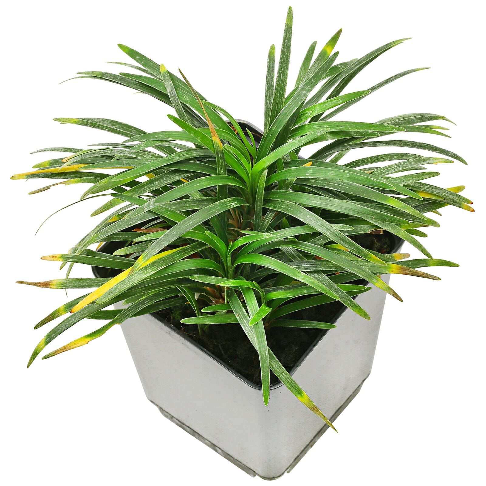 Ophiopogon japonicus 'Kyoto Dwarf' - Pot | Aquasabi - Aquascaping Shop
