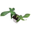 Philodendron Florida Green - Pot L