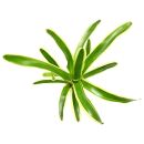 Neoregelia "Schultesiana Variegata" - Single Plant