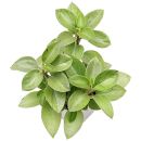 Peperomia orba Pixie Lime