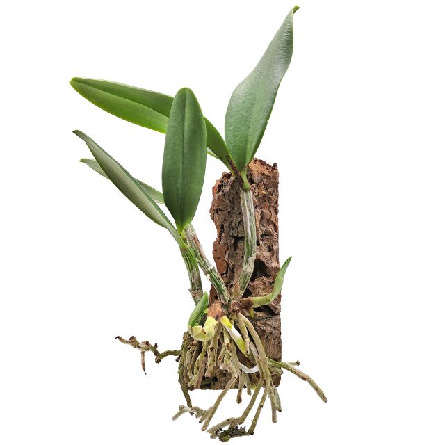Cattleya Hybrid