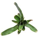 Neoregelia Agnes - Single Plant
