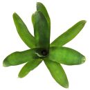 Neoregelia Amarilis - Single Plant