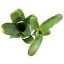 Neoregelia Heraclea - Single Plant