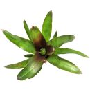Neoregelia Xantipa - Single Plant