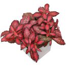 Fittonia albivenis Forest Flame - Pot L