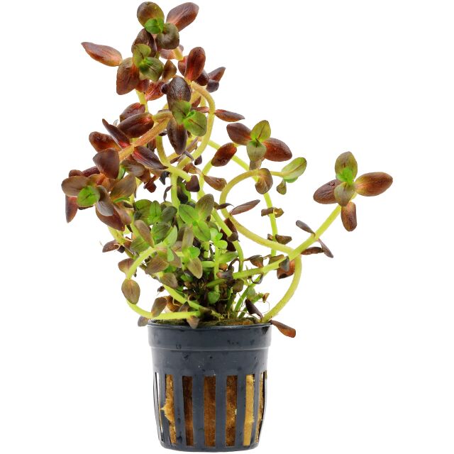 Bacopa salzmannii "Purple"