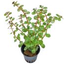 Rotala rotundifolia "Singapore Blood Red" - Pot