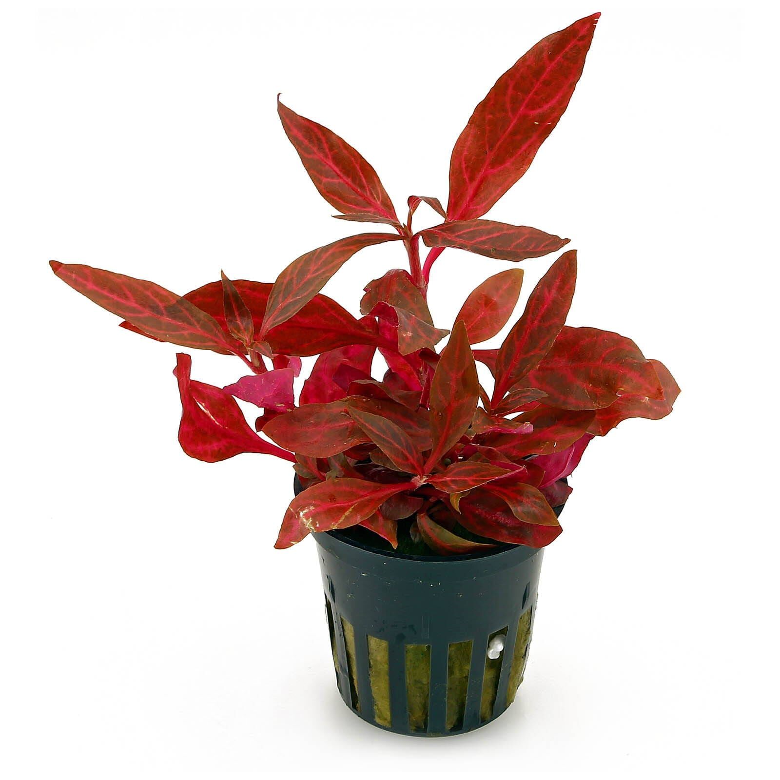 Alternanthera Reineckii Rosanervig Aquasabi Aquascaping Shop