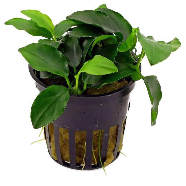 Anubias barteri var. nana 'Petite' - pot