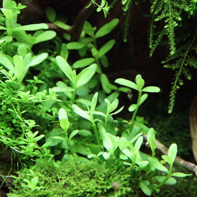 Bacopa monnieri 'Compact'