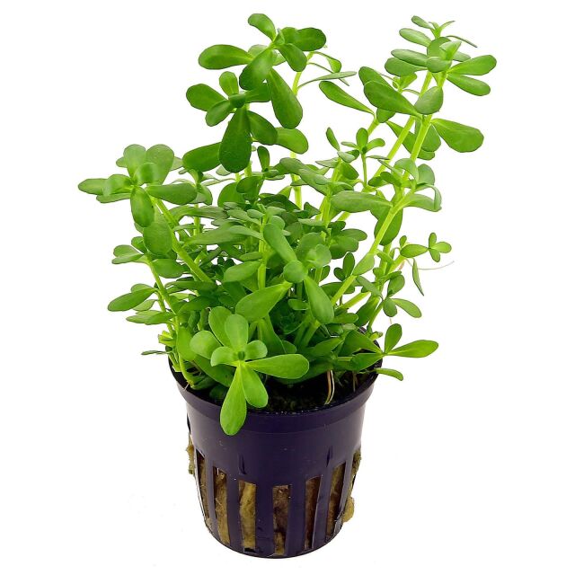 Bacopa monnieri 'Compact' - pot