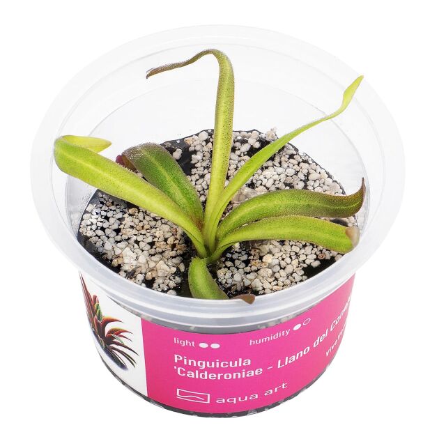 Pinguicula calderoniae 'Llano del Conejo'