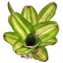 Neoregelia Antigone Variegata