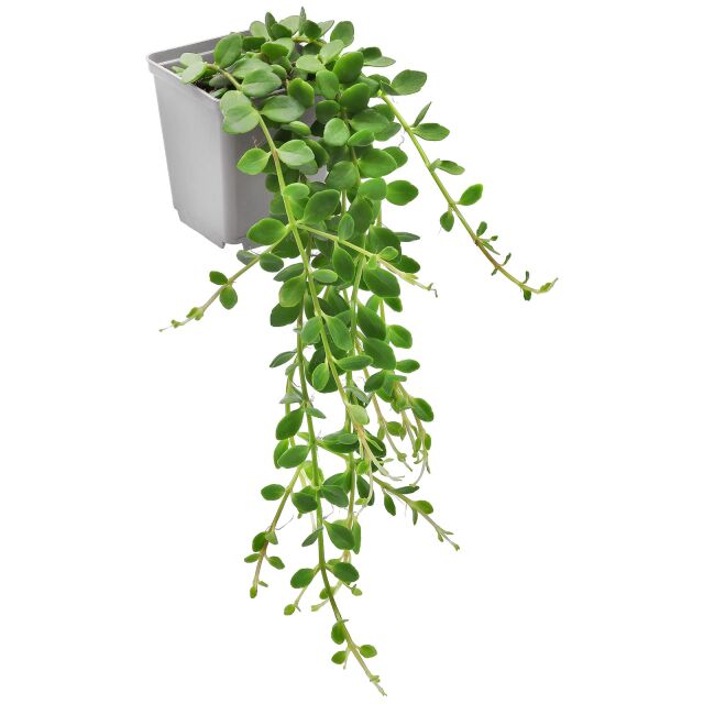 Kalanchoe manginii