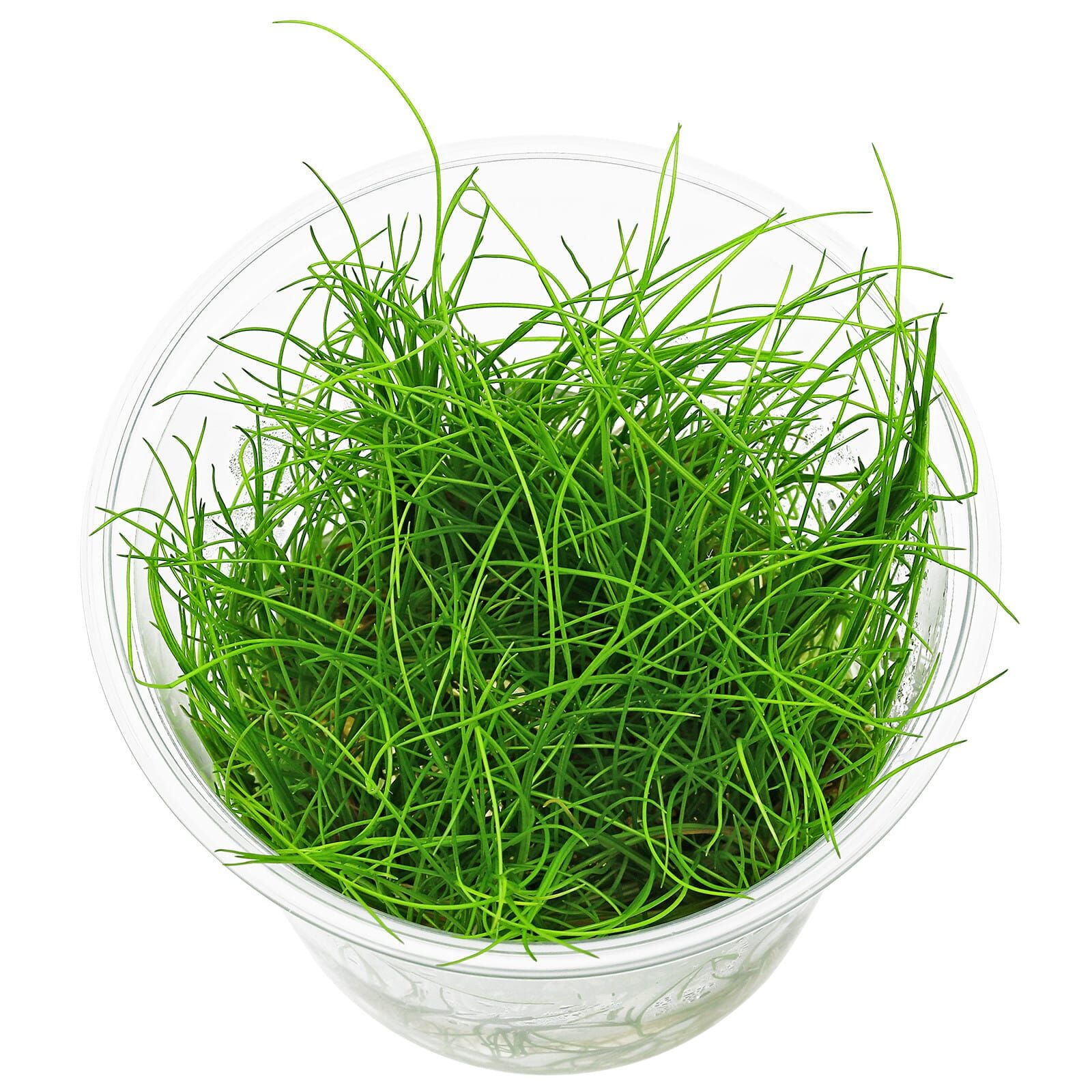 Ada Grass Tissue Box Holder Ada Grass Tissue Box Holder