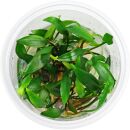 Cryptocoryne x willisii "Pigmea"