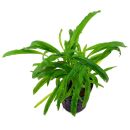 Cryptocoryne albida ("costata")