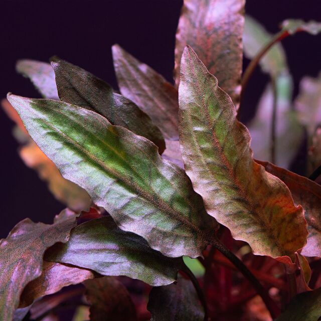 Cryptocoryne beckettii