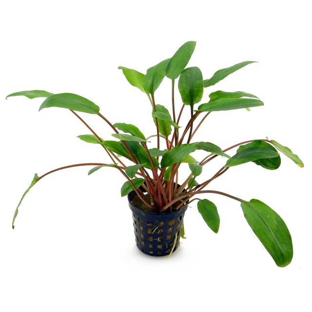 Cryptocoryne beckettii - Pot