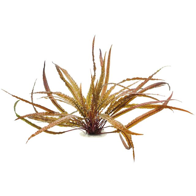 Sable premium pour aquarium blanc fin Neptus - 1 L : Neptus NEPTUS  animalerie - botanic®