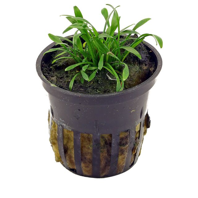 Cryptocoryne parva - pot