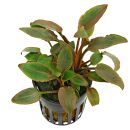 Cryptocoryne walkeri